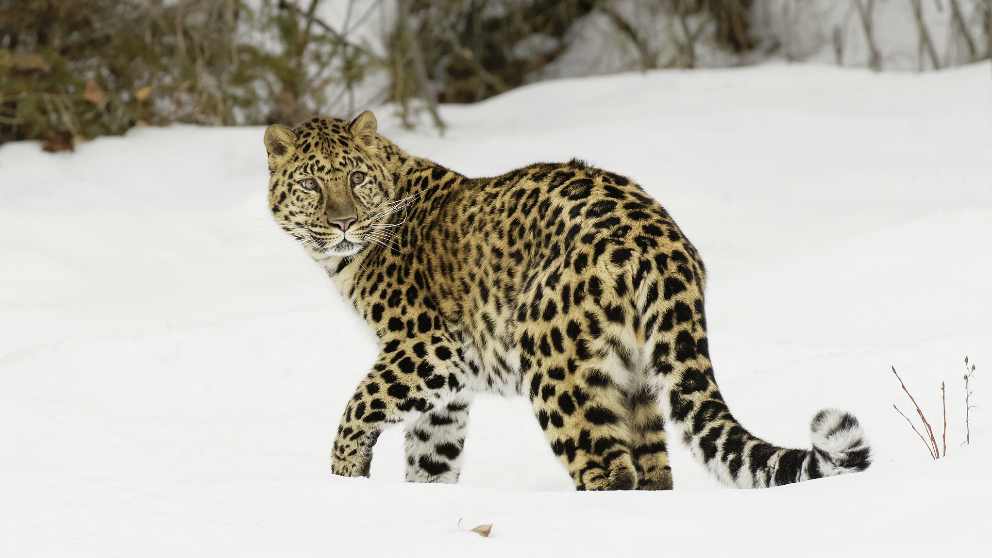 The Amur leopard. /CFP