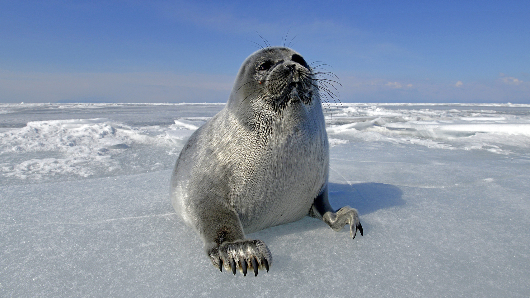 A Baikal seal on the frozen Lake Baikal in Russia. /CFP