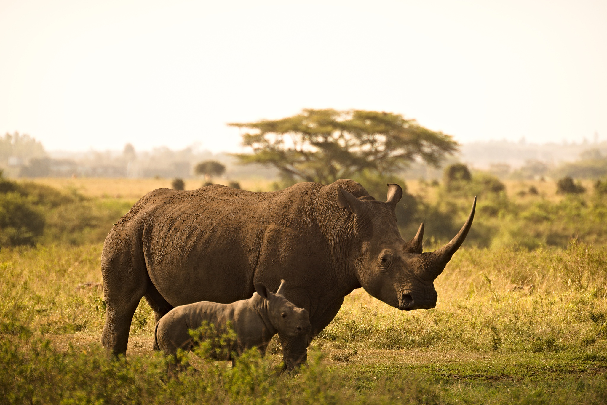 A mother black rhino with its calf in the savanna of South Africa. /CFP