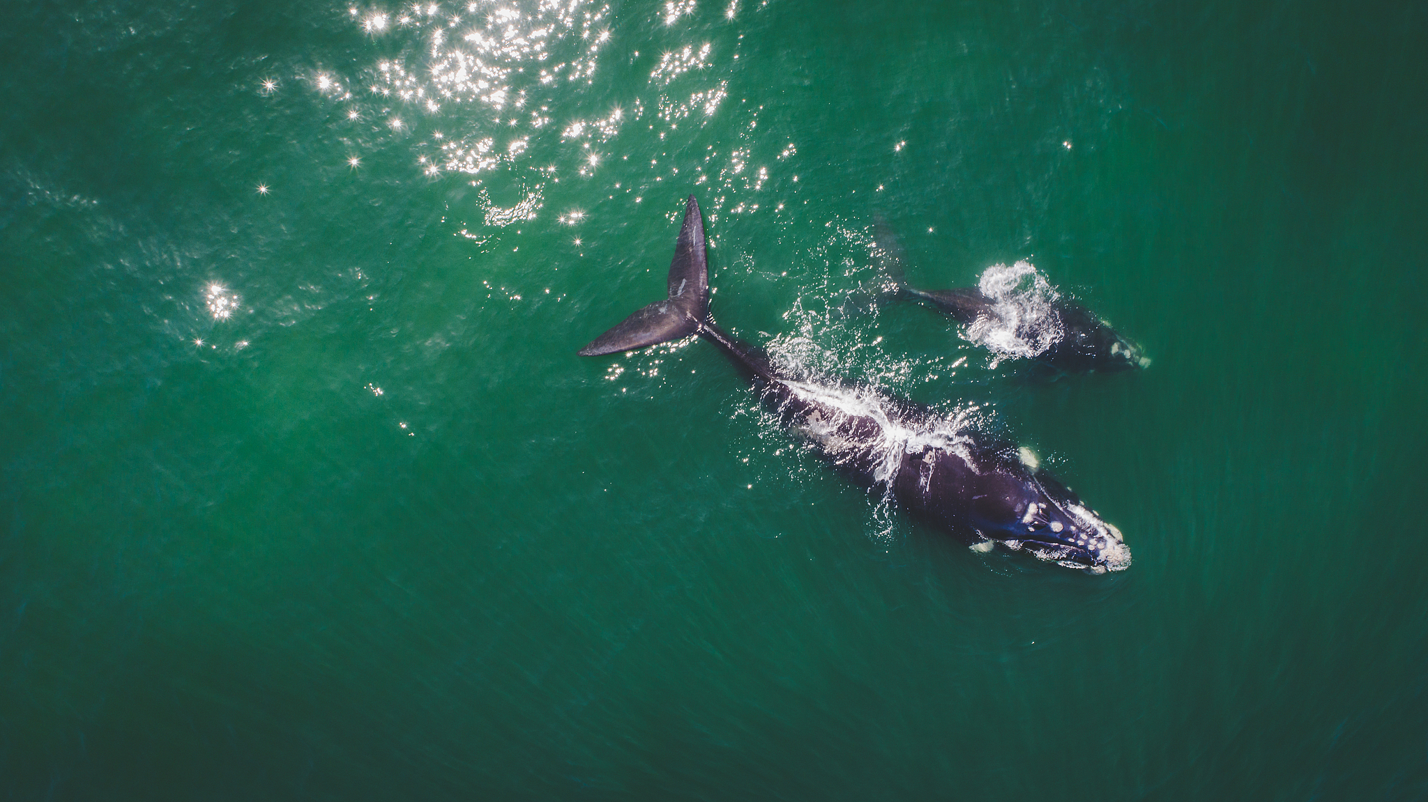 Two southern right wales swim in the water near the Hermanus, South Africa. /CFP