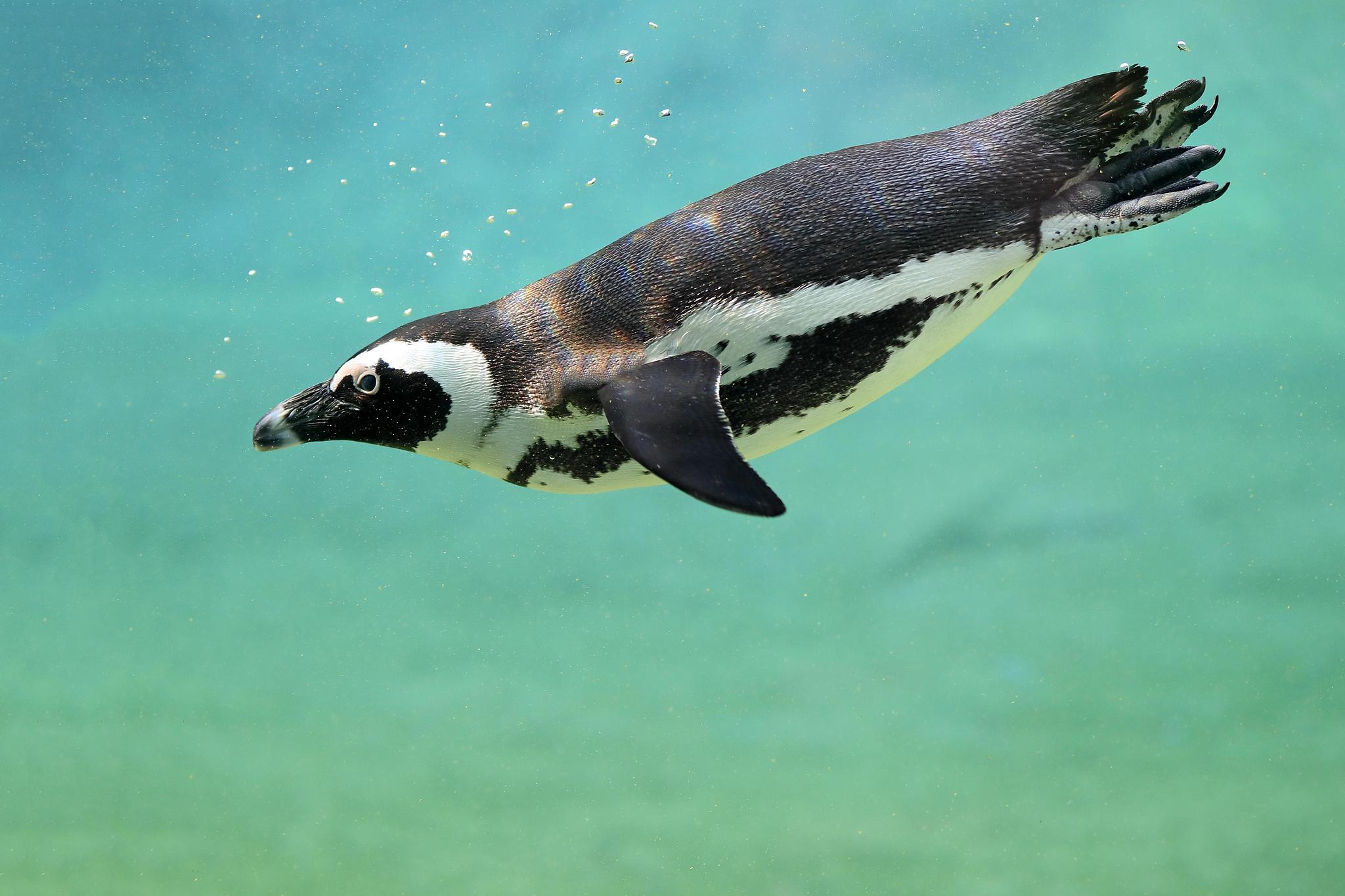 A diving African penguin. /CFP