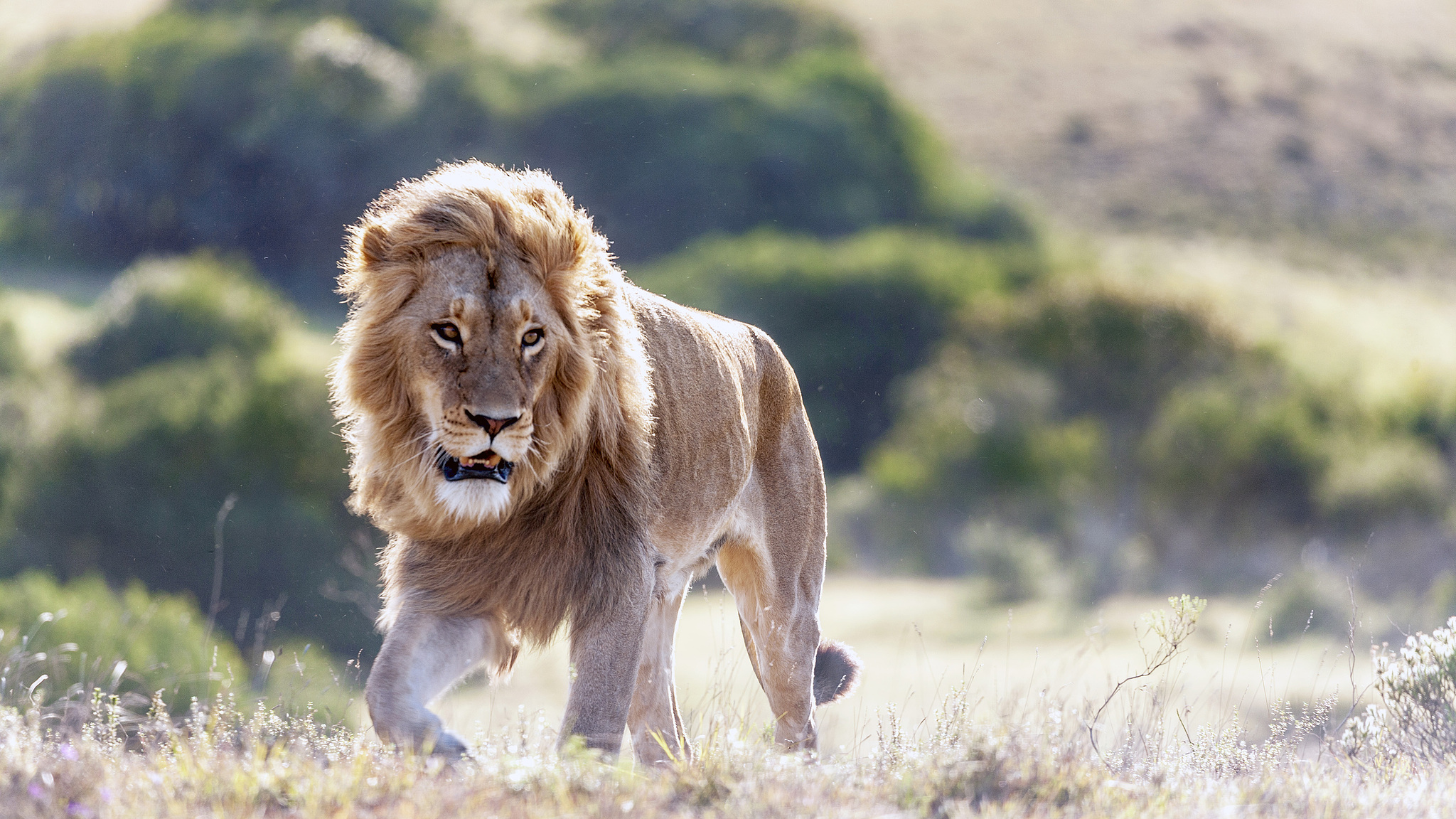 A male lion in South Africa's savanna. /CFP