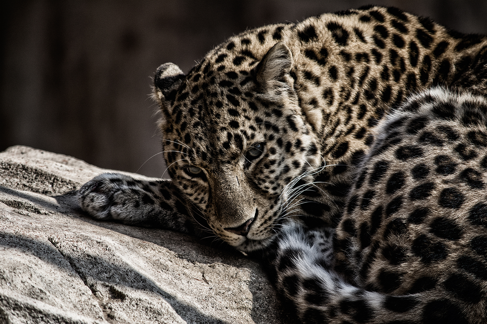 An Arabian leopard rests on a rock. /CFP