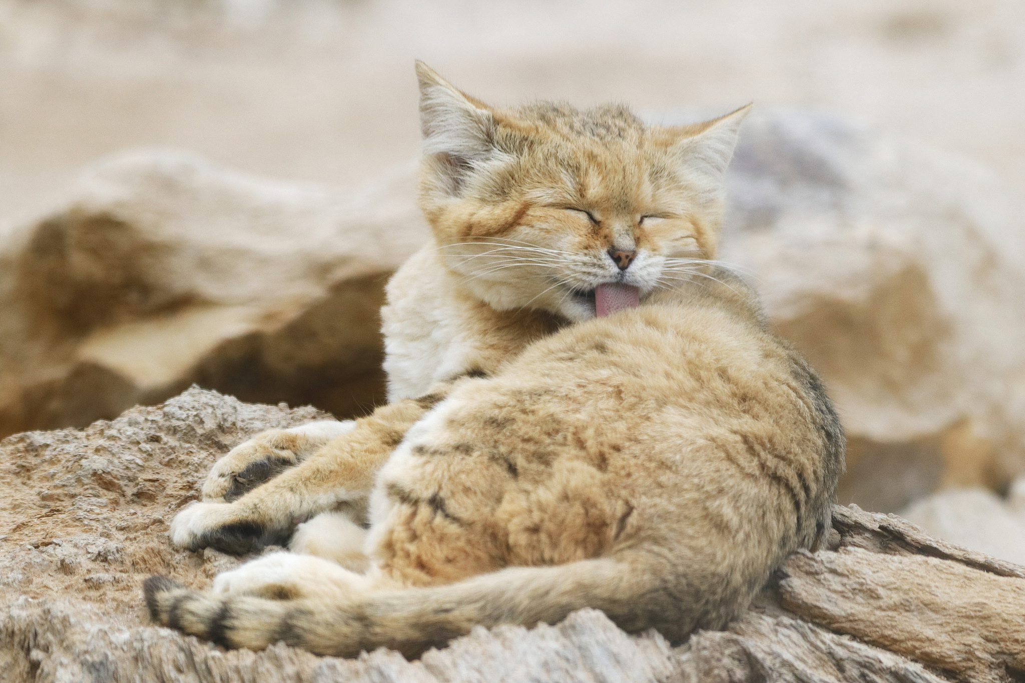 A sand cat is cleaning itself. /CFP