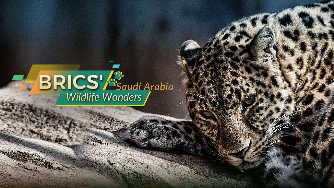 BRICS Presents "Wildlife Wonders": Saudi Arabia