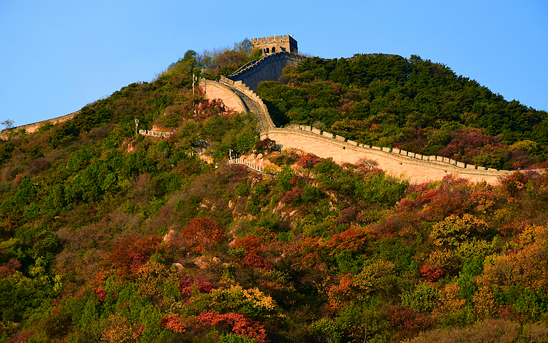 The Great Wall at Badaling is covered with colorful autumn trees in Beijing, October 19, 2024. /CFP