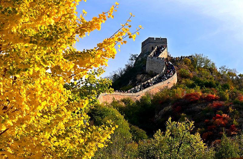 The Great Wall at Badaling is covered with colorful autumn trees in Beijing, October 19, 2024. /CFP