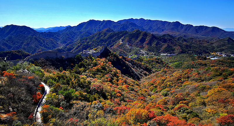 The Great Wall at Badaling is covered with colorful autumn trees in Beijing, October 19, 2024. /CFP