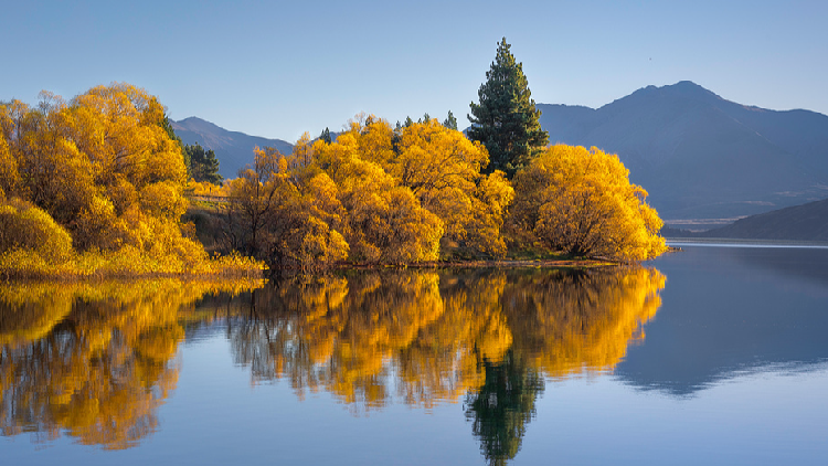 How the Structure of Forest Canopies Influences Fall Phenology