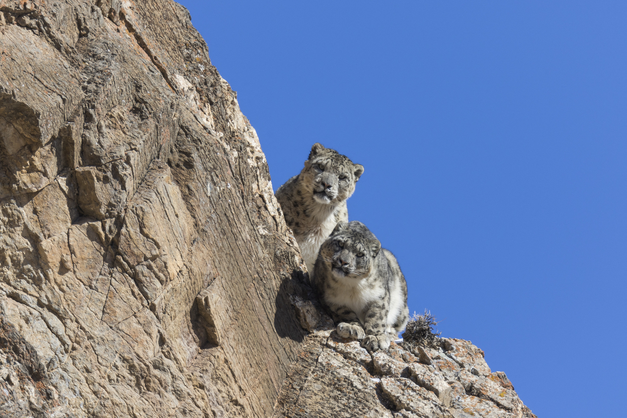 The snow leopard cubs. /CFP