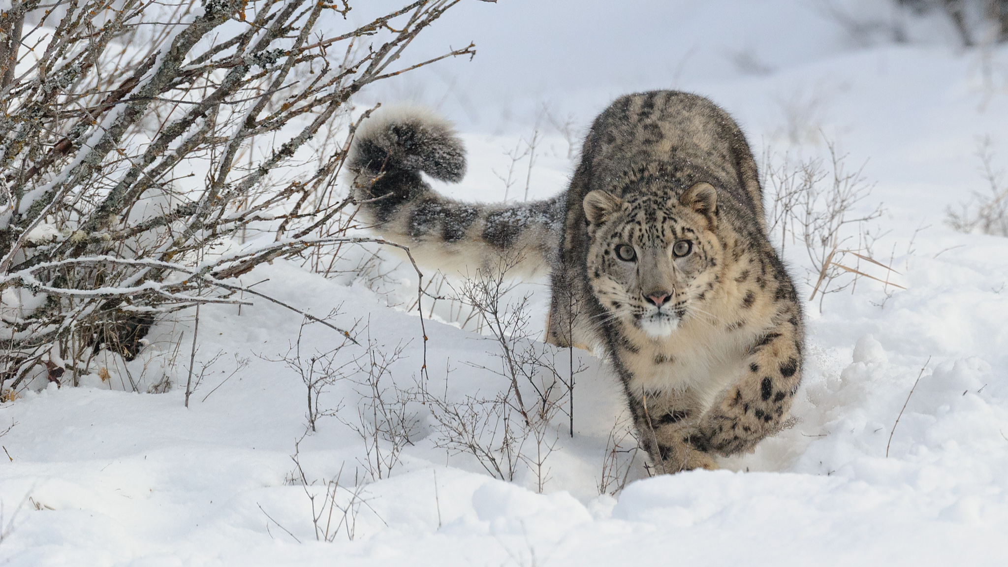 It is estimated that around 1,000 adult snow leopards inhabit Mongolia. /CFP