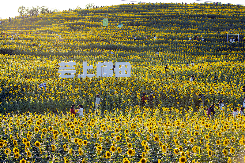 Sunflowers enter the autumn blossom season at the Wenyuhe Park in Beijing, October 19, 2024. /CFP