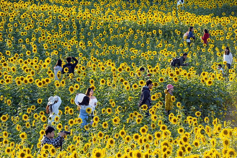 Sunflowers enter the autumn blossom season at the Wenyuhe Park in Beijing, October 19, 2024. /CFP