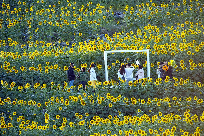 Sunflowers enter the autumn blossom season at the Wenyuhe Park in Beijing, October 19, 2024. /CFP