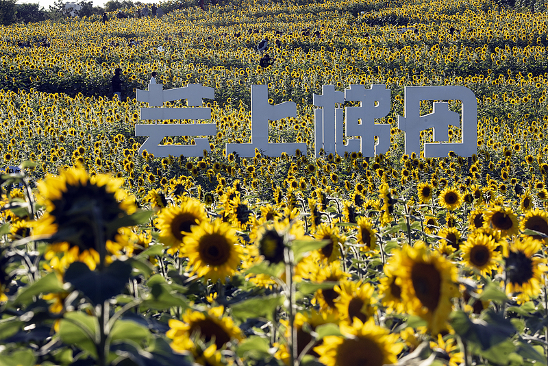 Sunflowers enter the autumn blossom season at the Wenyuhe Park in Beijing, October 19, 2024. /CFP