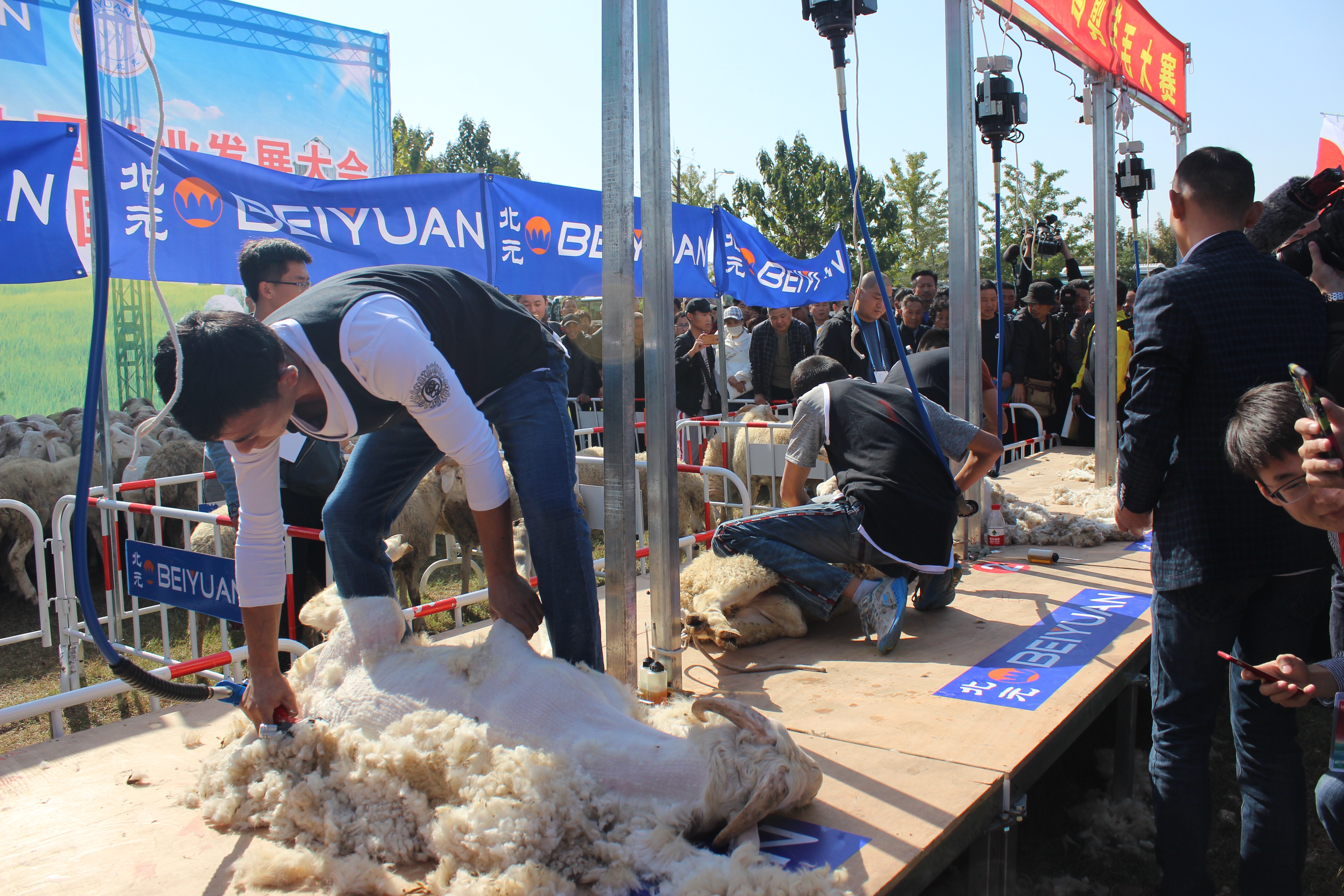 A file photo shows farmers shearing sheep at an animal husbandry event held in Lankao County, Henan Province. /IC