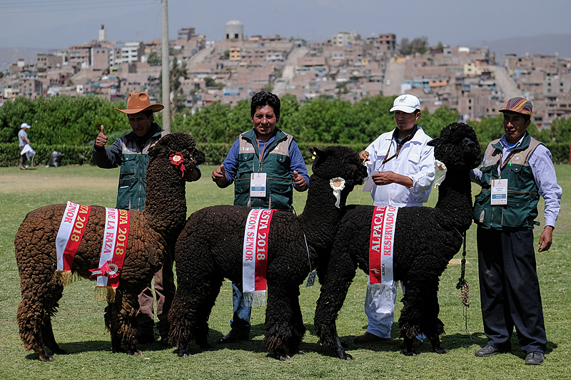 A file photo shows alpacas with their owners at a competition in Arequipa, Peru. /CFP