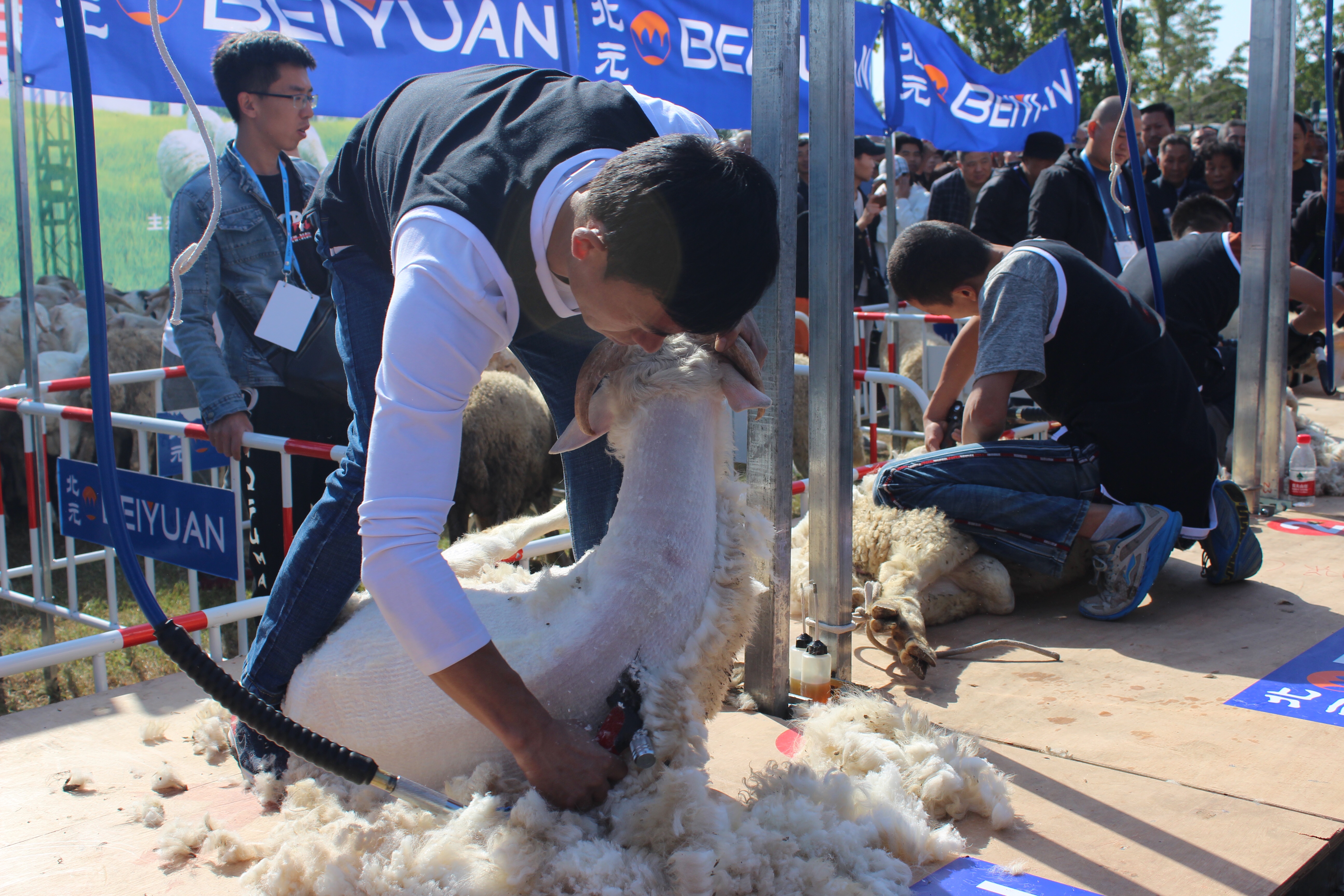 A file photo shows farmers shearing sheep at an animal husbandry event held in Lankao County, Henan Province. /IC