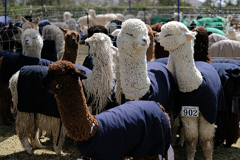 A file photo shows alpacas in an enclosure after being judged at a competition in Arequipa, Peru. /CFP