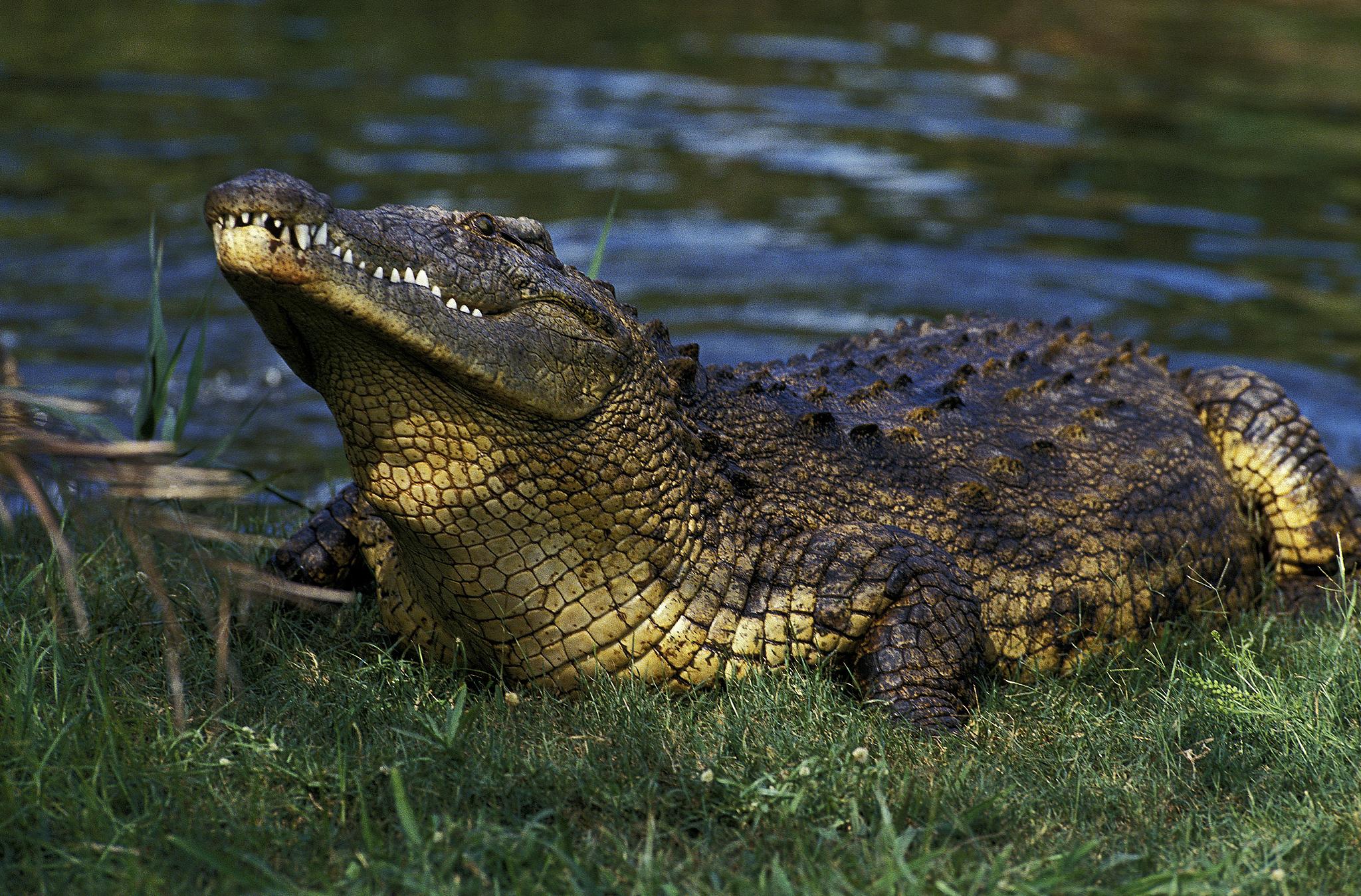 Nile crocodile. /CFP