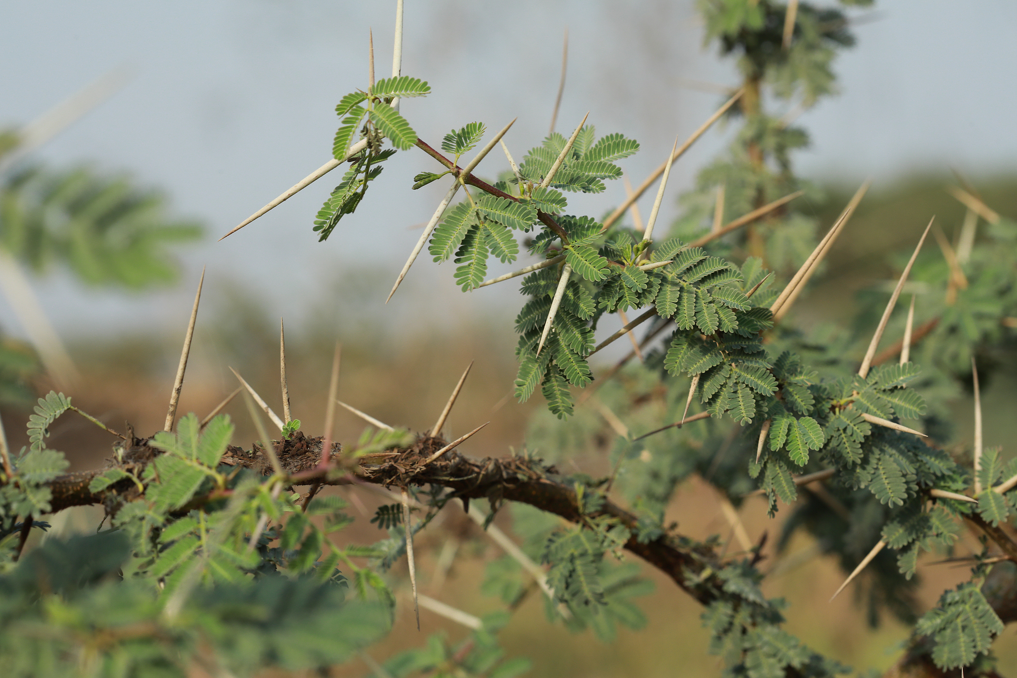 Leaves and thorns of Egyptian acacia. /CFP