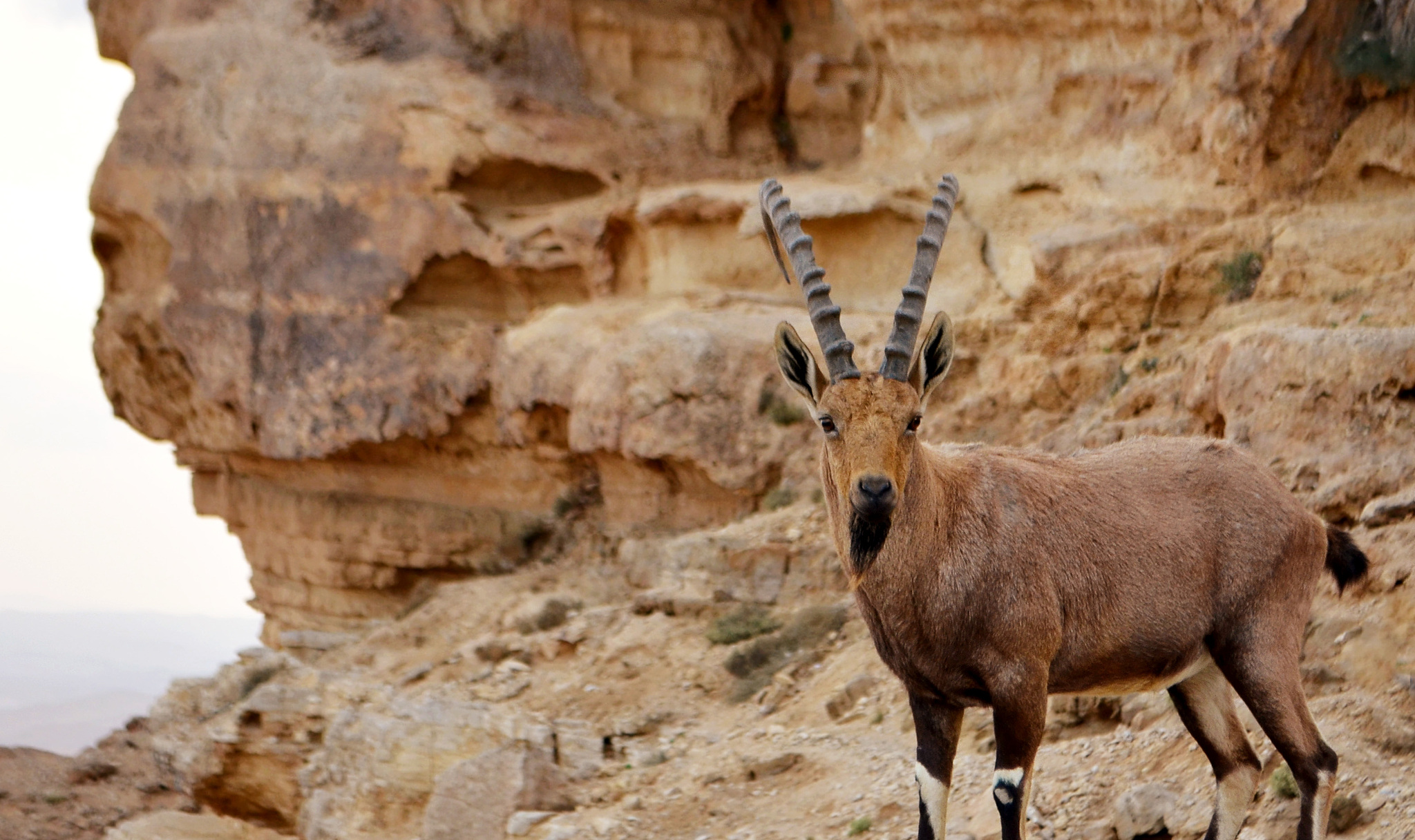 Nubian ibex. /CFP