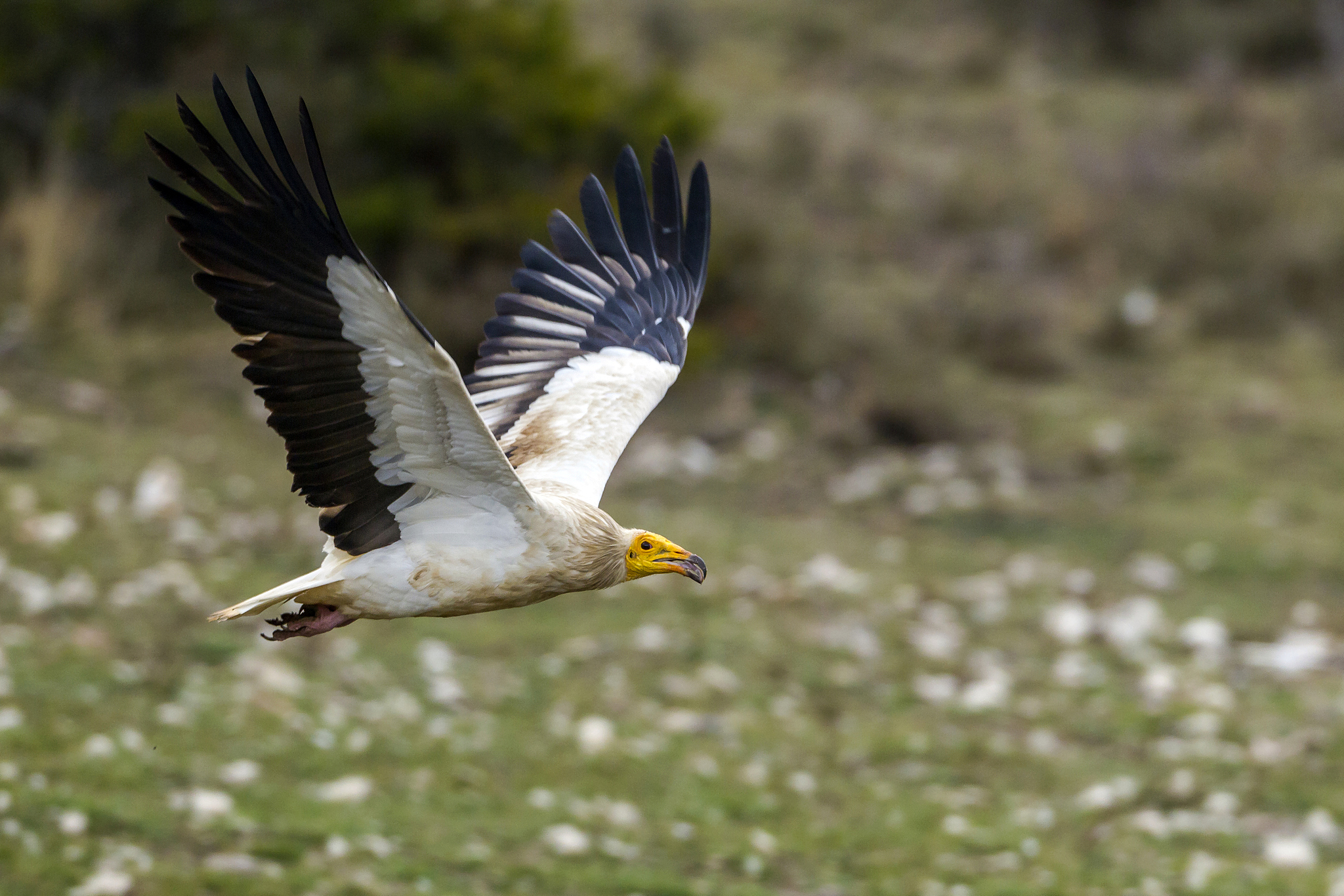 Egyptian vulture. /CFP