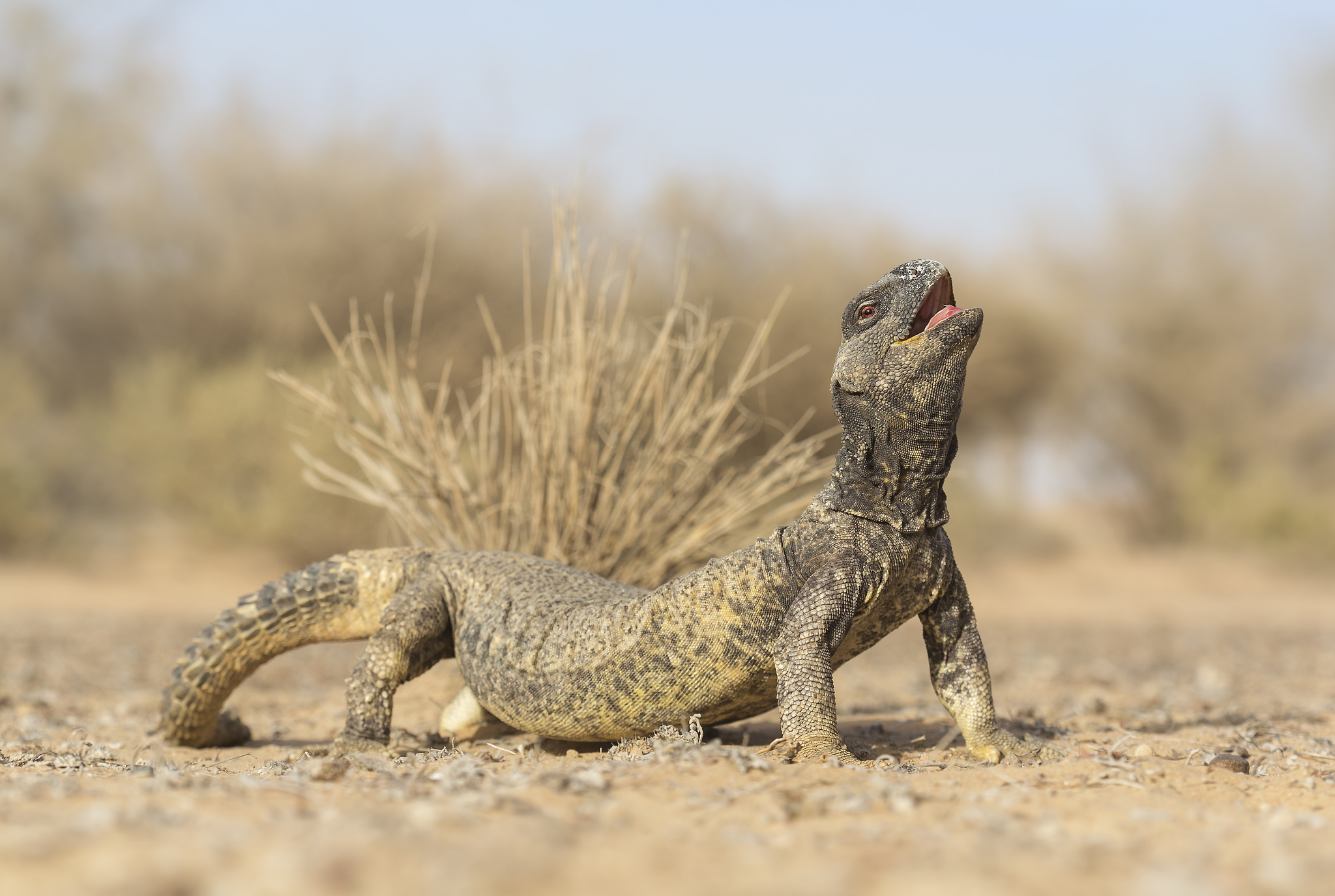 A spiny-tailed lizard arches its back and raises head under the sun in the United Arab Emirates. /CFP