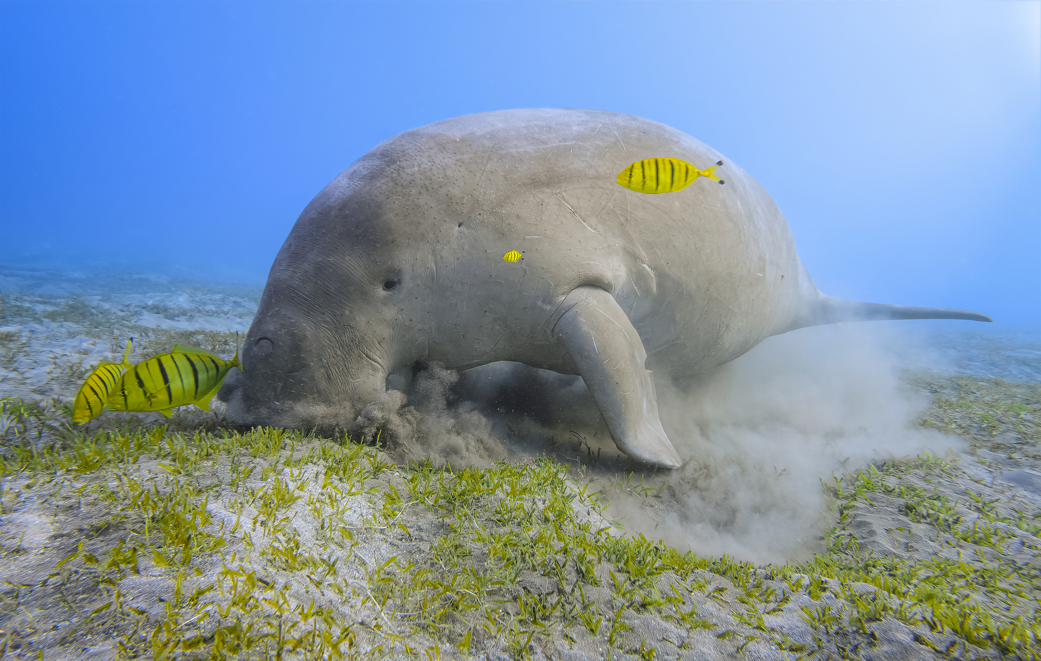 A male dugong feeds on seagrass with fish around. /CFP