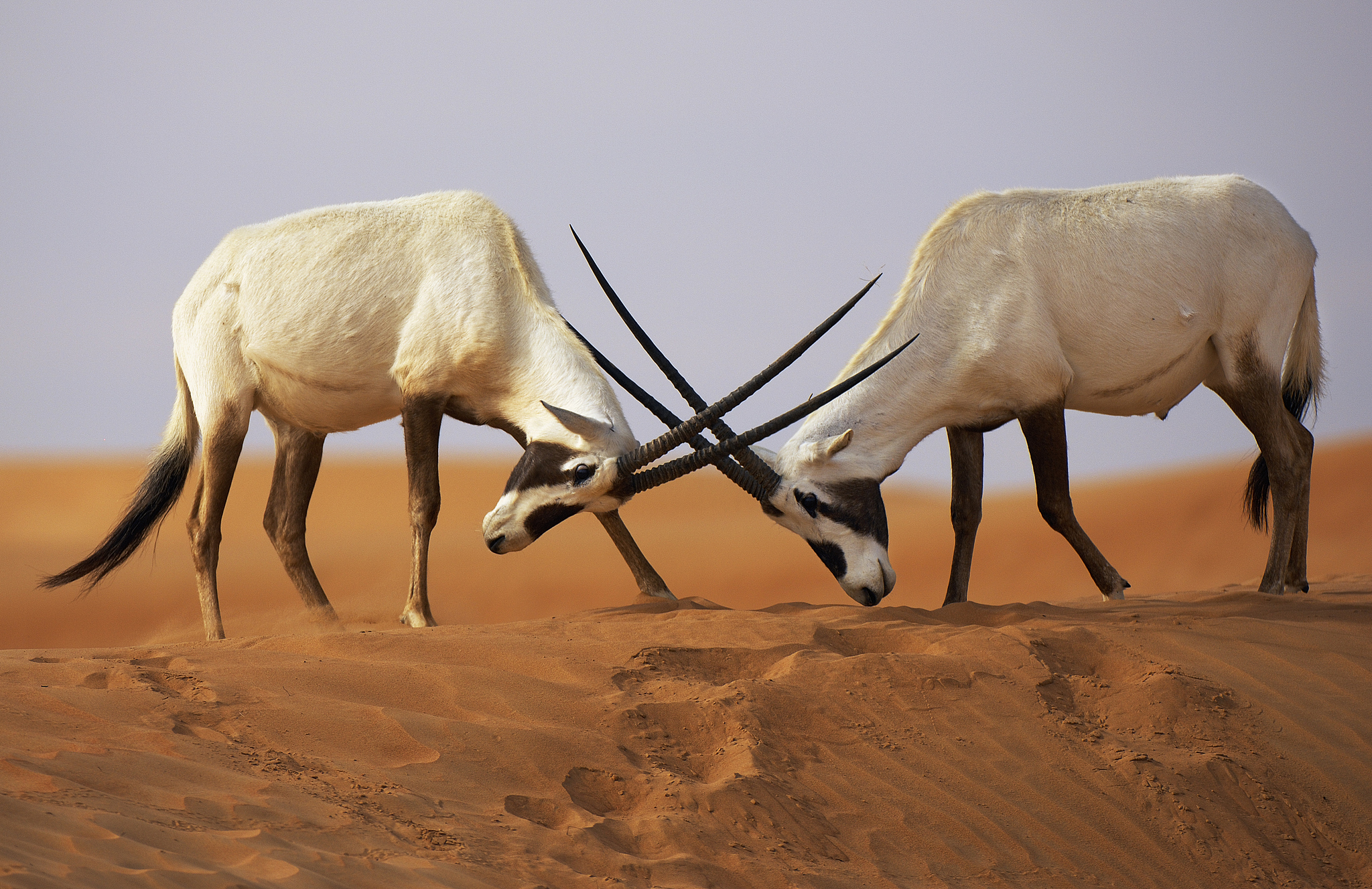 Two Arabian oryxes lock horns. /CFP