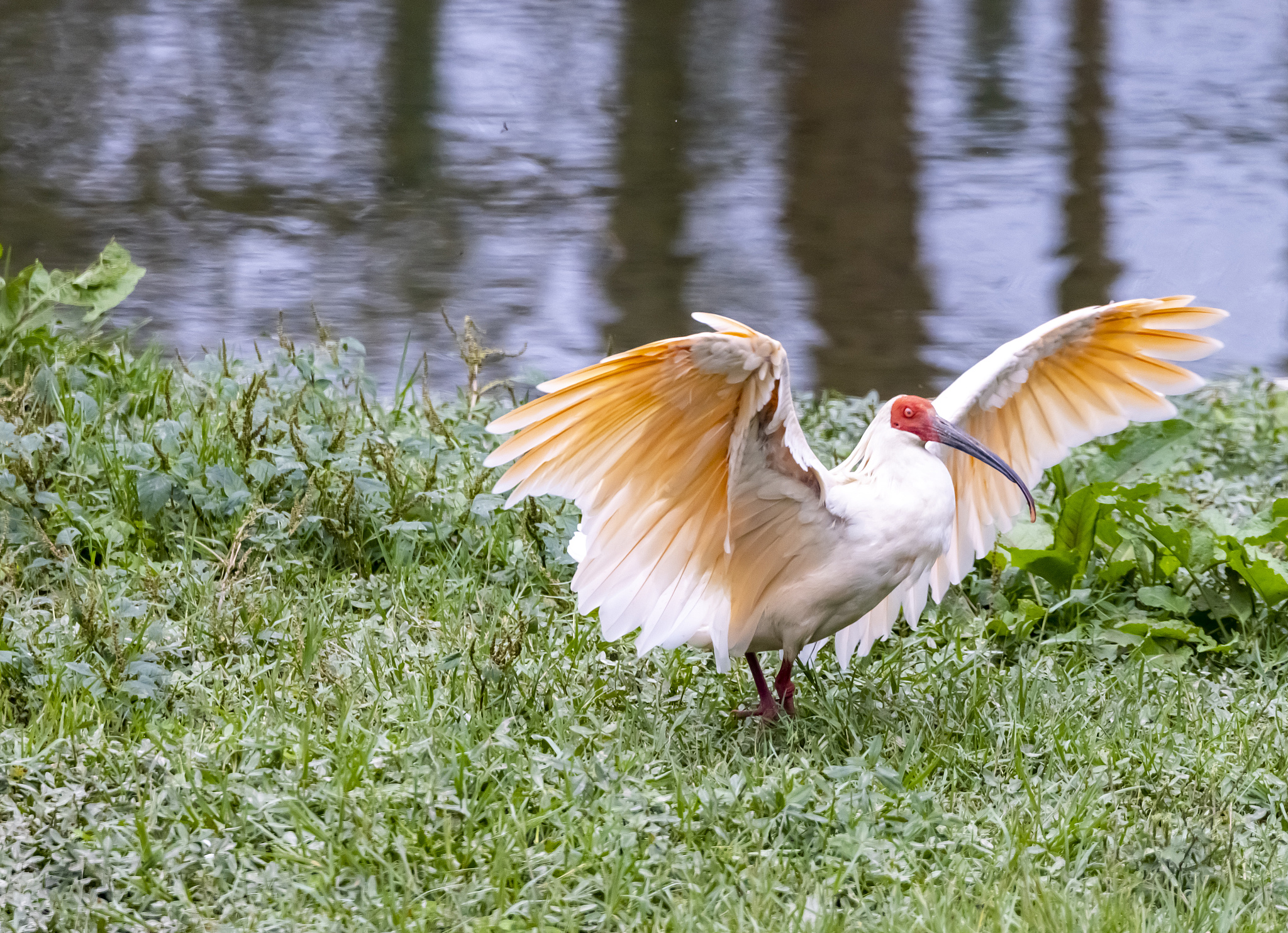 A crested ibis in a nature reserve park in Yang County, northwest China's Shaanxi Province, October 16, 2024. /CFP