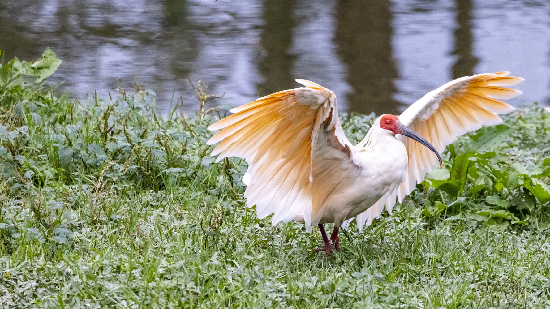 Promoting Global Biodiversity Conservation: China's Strategy