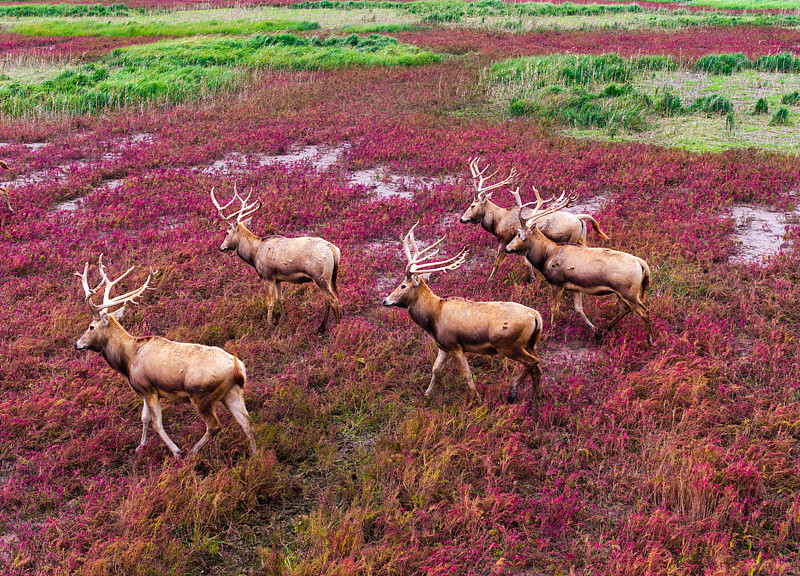 The photo, taken on October 20, 2024, shows a herd of wild milu deer splashing through a river at Tiaozini Wetland Park in Yancheng City, Jiangsu Province. /CFP