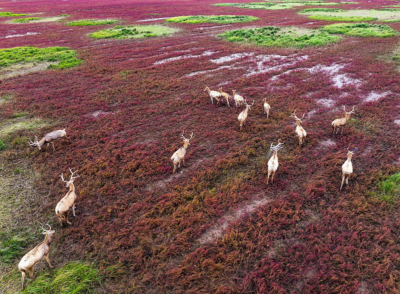 The photo, taken on October 20, 2024, shows a herd of wild milu deer splashing through a river at Tiaozini Wetland Park in Yancheng City, Jiangsu Province. /CFP