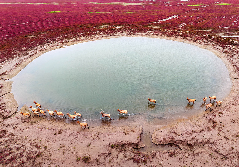 The photo, taken on October 20, 2024, shows a herd of wild milu deer splashing through a river at Tiaozini Wetland Park in Yancheng City, Jiangsu Province. /CFP