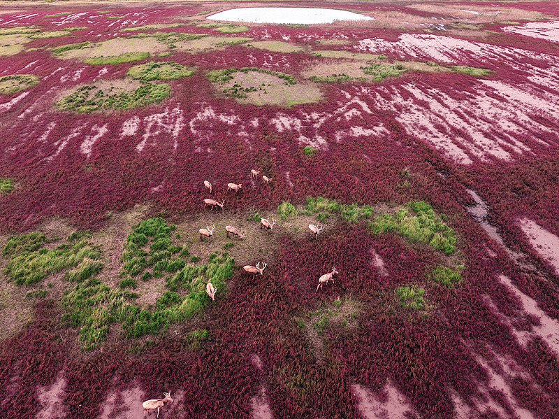 The photo, taken on October 20, 2024, shows a herd of wild milu deer splashing through a river at Tiaozini Wetland Park in Yancheng City, Jiangsu Province. /CFP