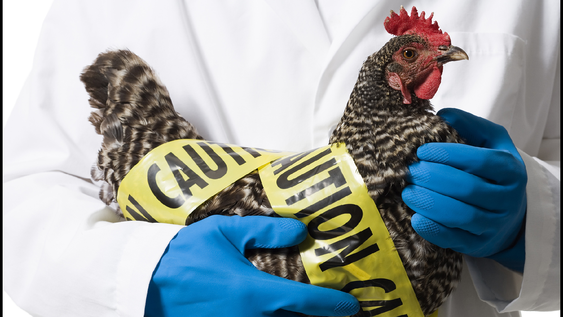 Deadly H5N1 Bird Flu Vaccination to be Administered to Wild Australian Species