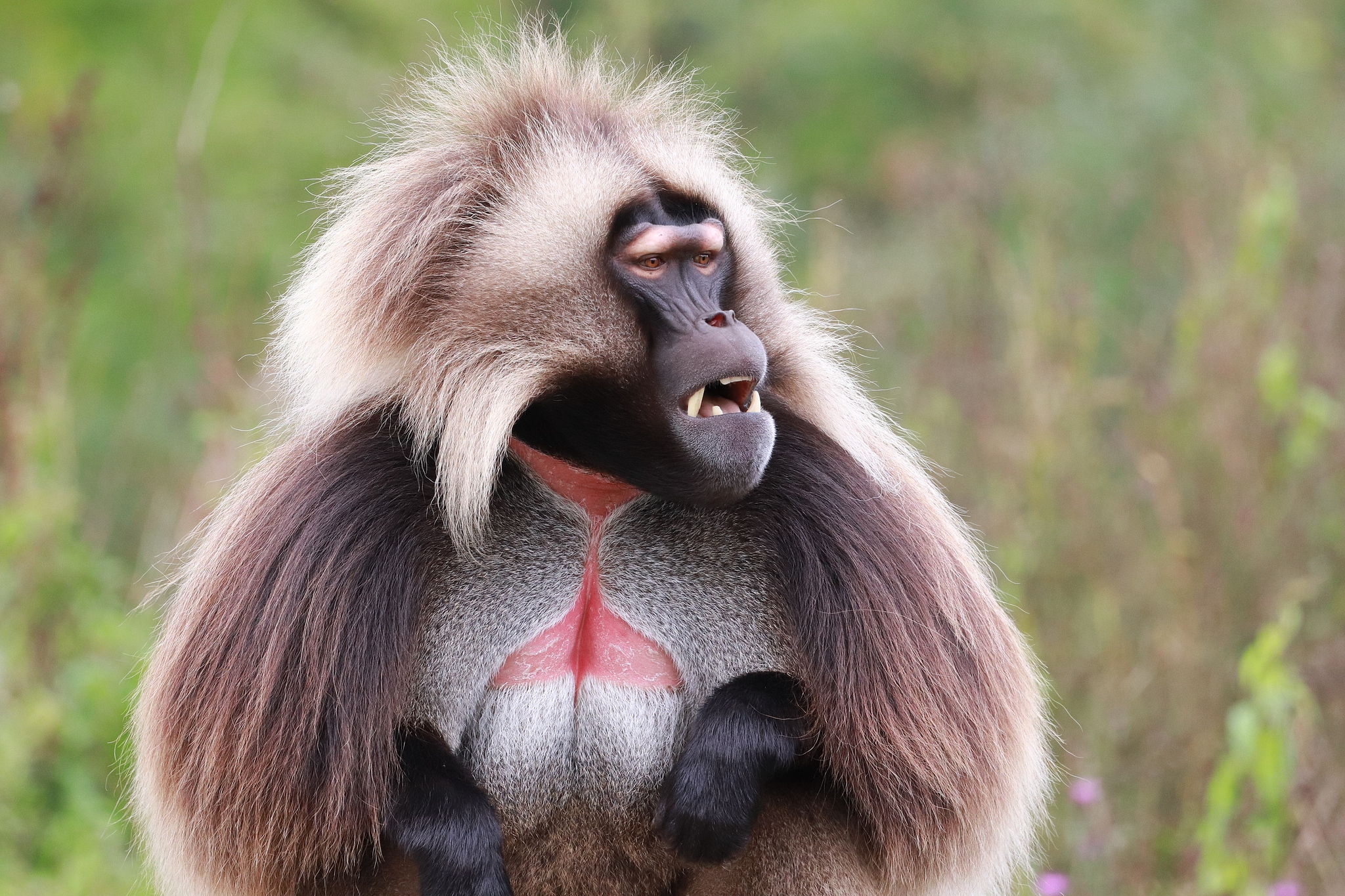 The gelada baboon features its distinctive red patch on its chest. /CFP