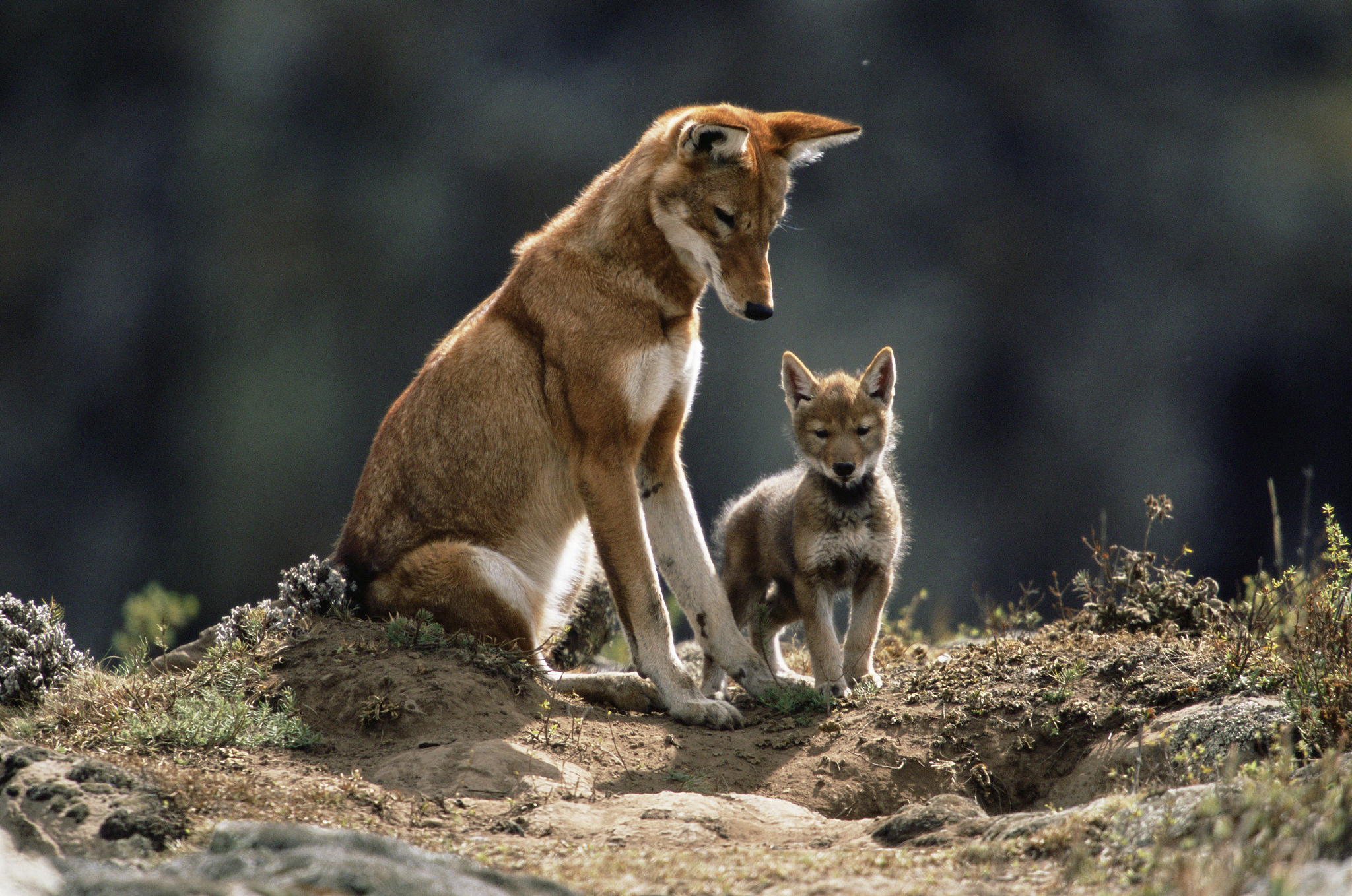 An Ethiopian wolf with a cub. /CFP