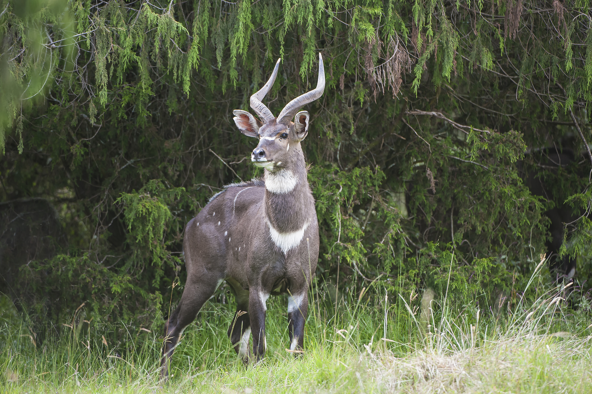 A male mountain nyala in Ethiopia. /CFP