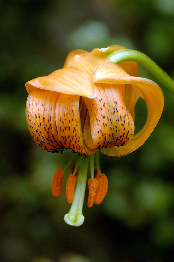 A Lilium ledebourii. /CFP