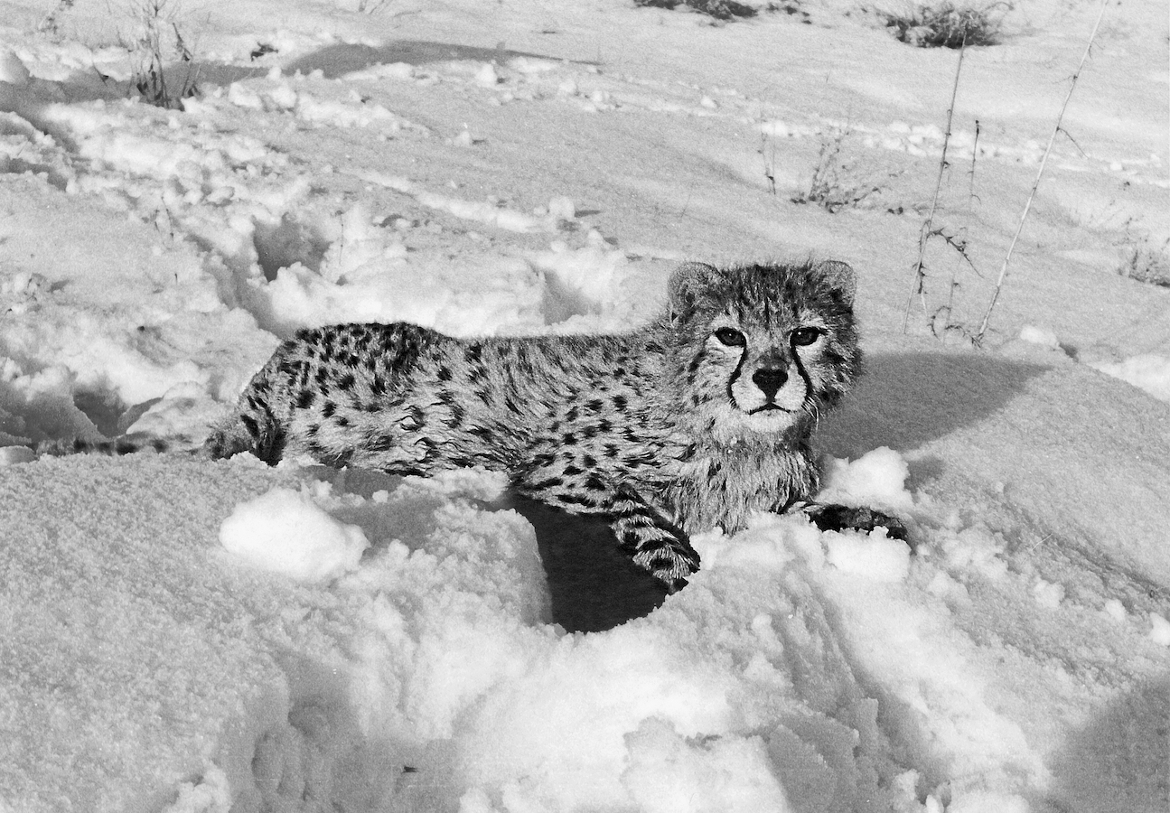 A young Asiatic cheetah in the snow in Iran. /CFP