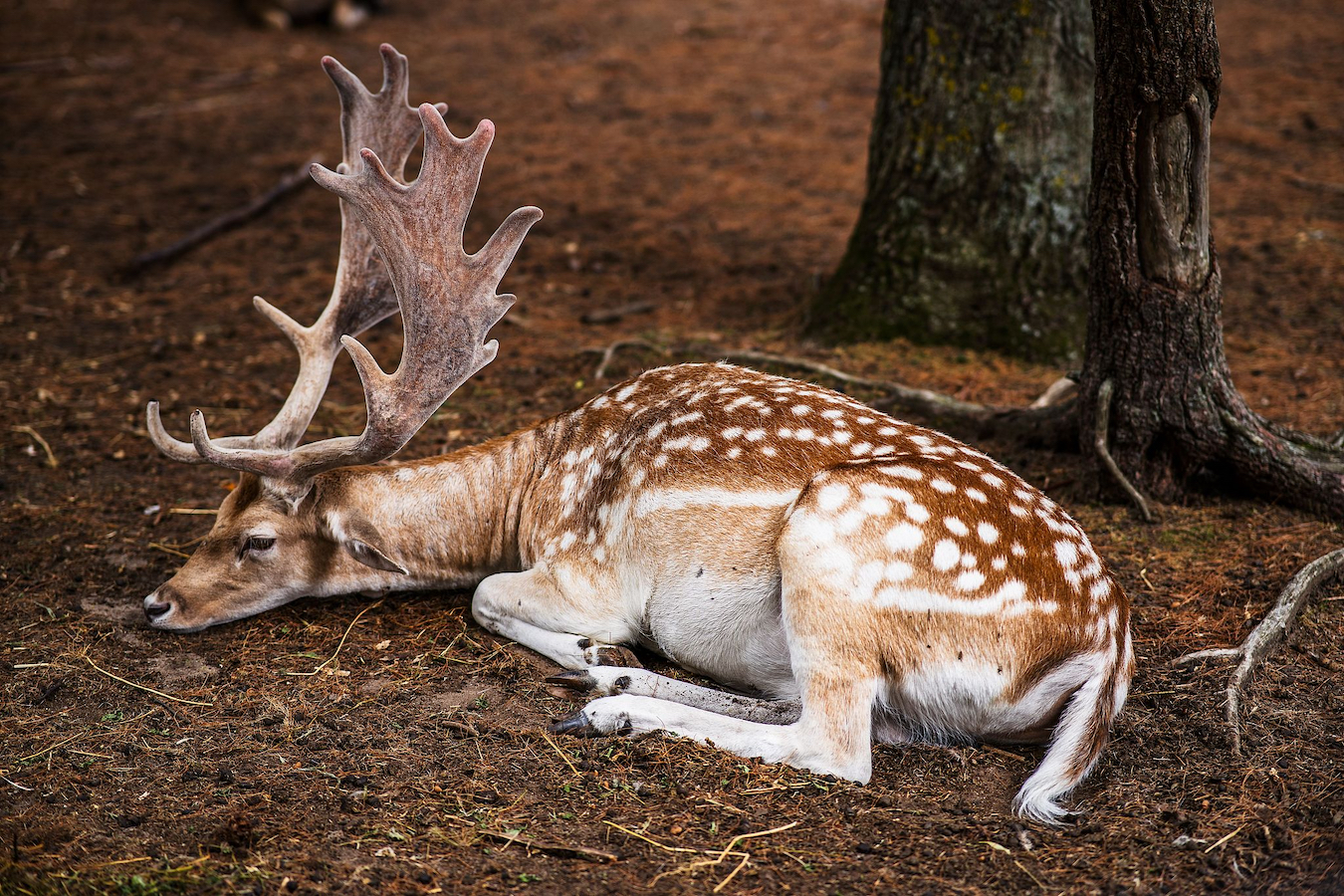 A Persian fallow deer. /CFP