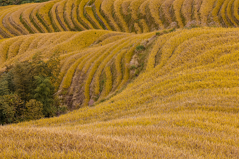 A glimpse of the Longji Rice Terraces in Guilin City, Guangxi Zhuang Autonomous Region, October 19, 2024. /CFP