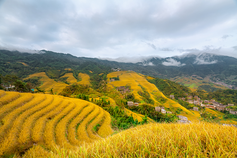 A glimpse of the Longji Rice Terraces in Guilin City, Guangxi Zhuang Autonomous Region, October 19, 2024. /CFP