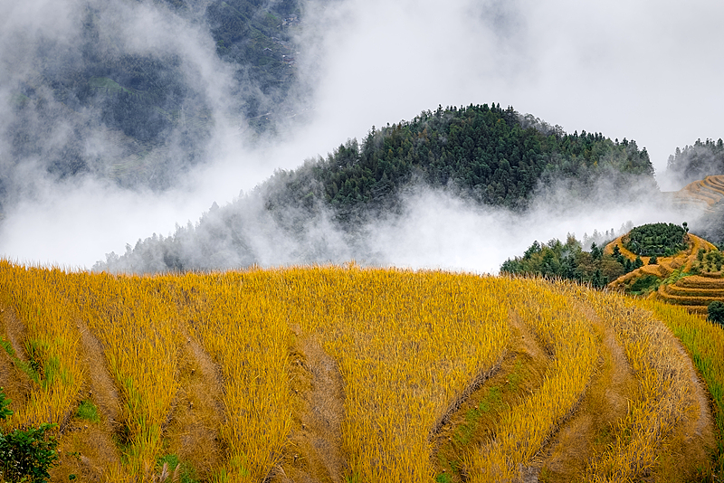 A glimpse of the Longji Rice Terraces in Guilin City, Guangxi Zhuang Autonomous Region, October 19, 2024. /CFP