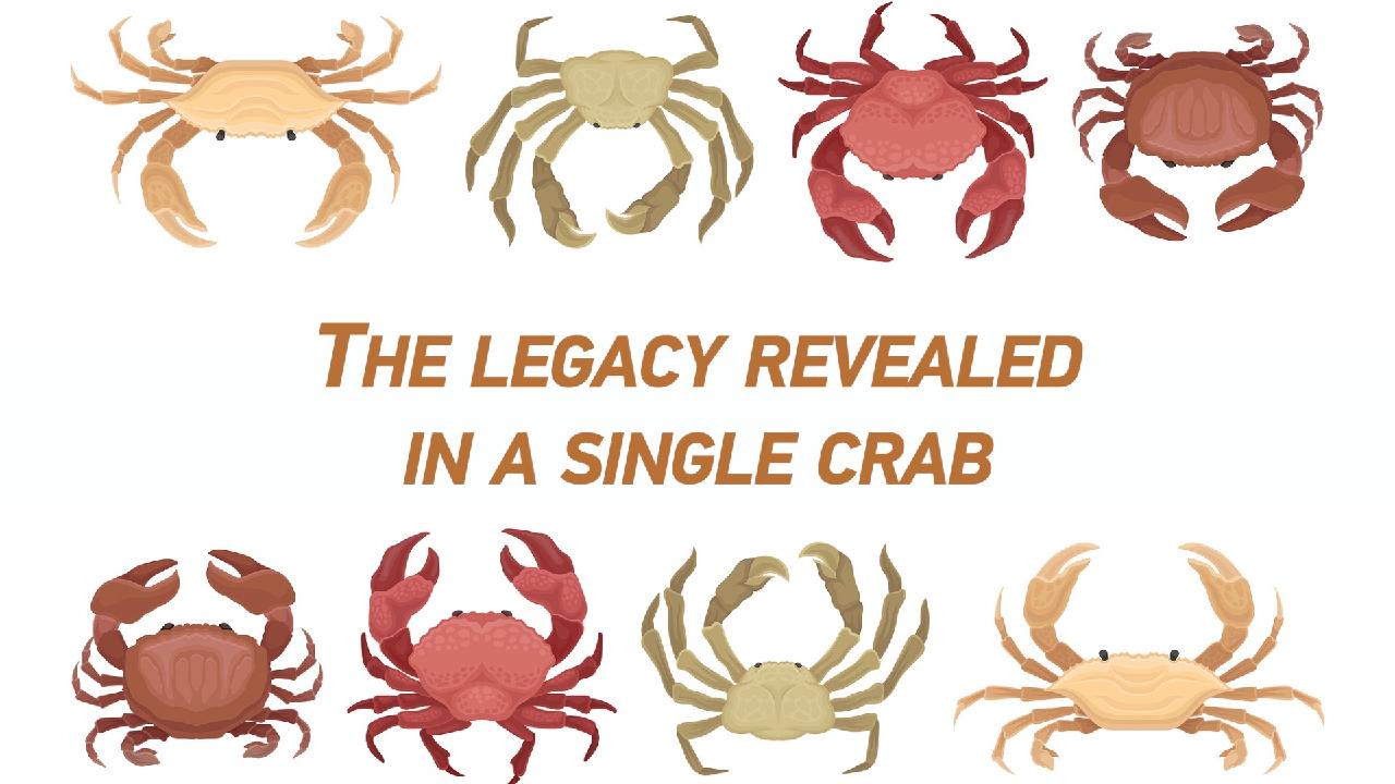 Culture Atlas: The legacy revealed in a single crab - CGTN