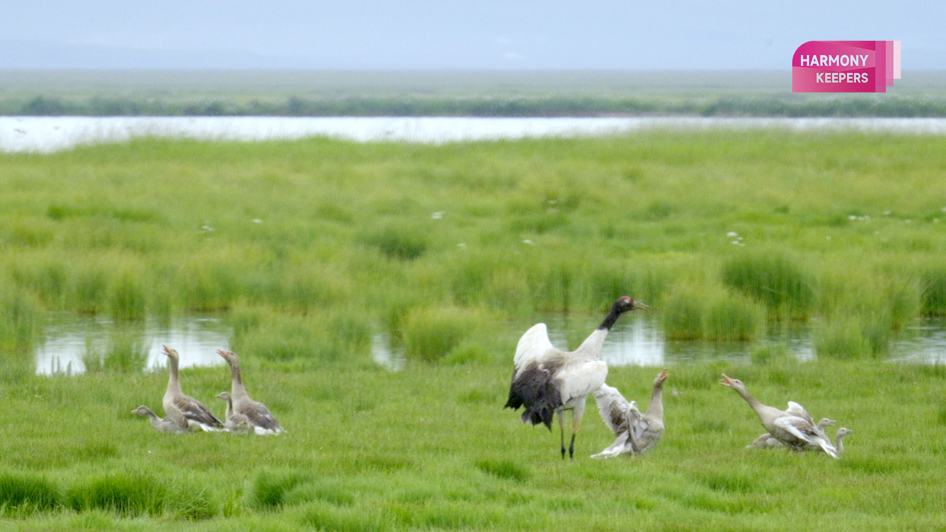 An undated photo shows black-necked cranes roaming the vast Zoige Wetland in Sichuan. /CGTN