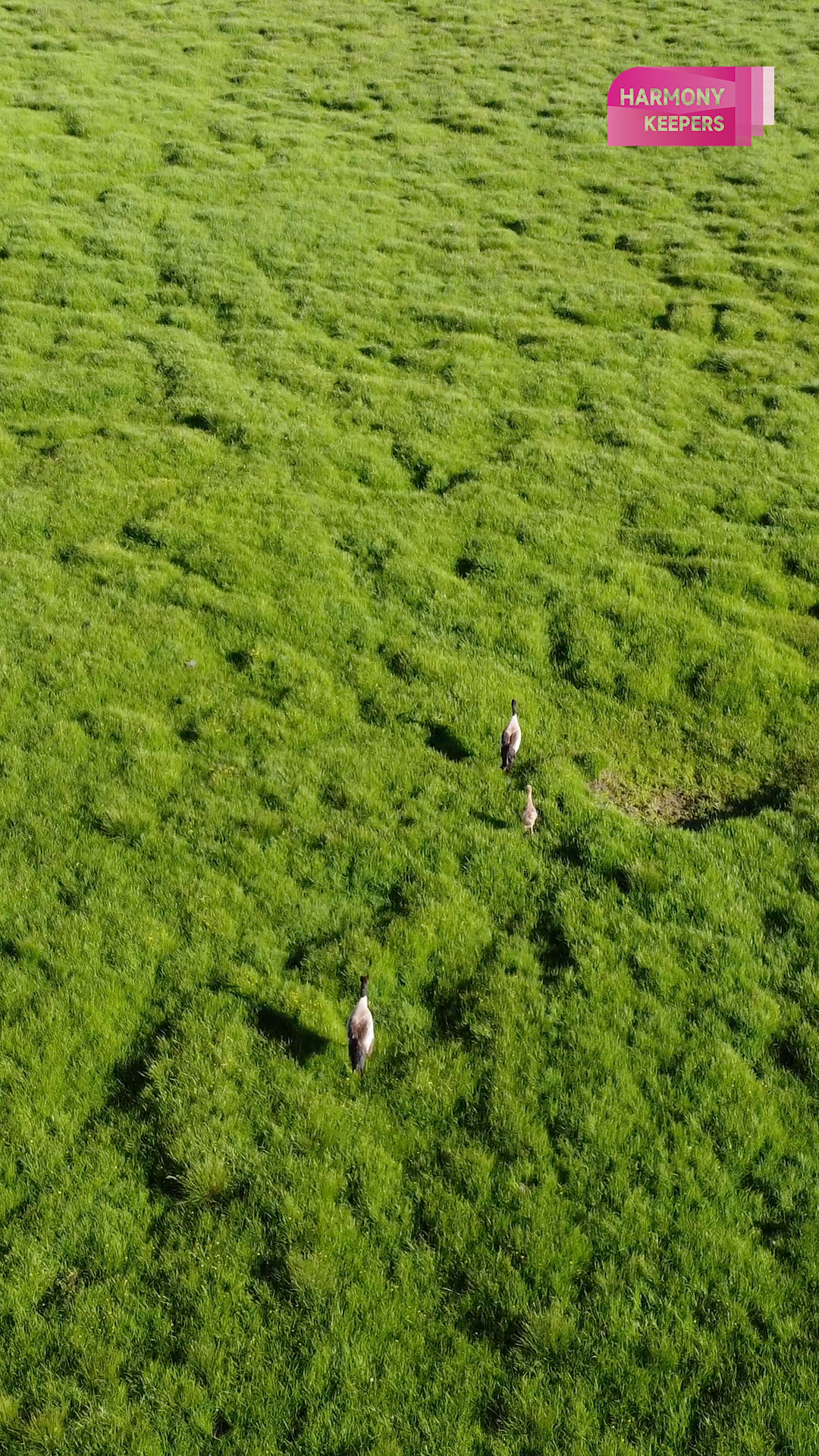 An undated photo shows black-necked cranes roaming the vast Zoige Wetland in Sichuan. /CGTN