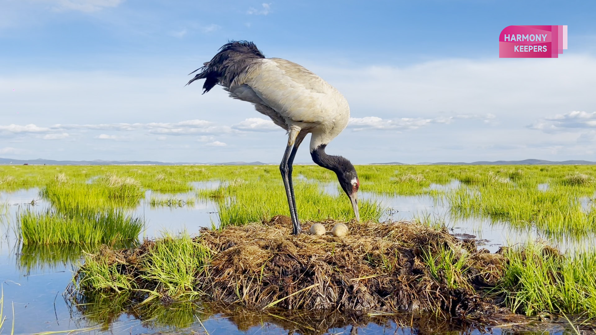 An undated photo shows a black-necked crane protecting its eggs. /CGTN